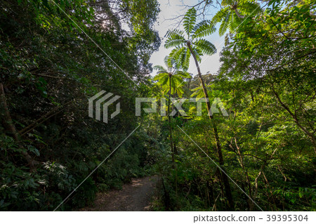 Kimagori original forest 39395304