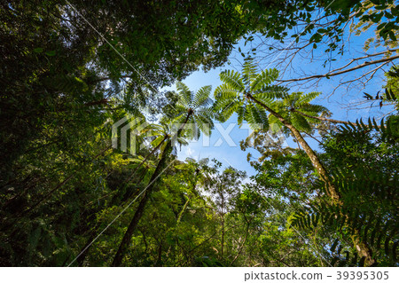 Kimagori original forest 39395305