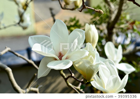 玉蘭玉蘭花 玉蘭玉蘭花 39395336