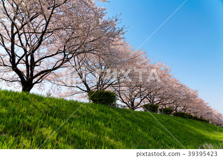 盛開的一排櫻花樹沿著銀行傳播 盛開的一排櫻花樹沿著銀行傳播 39395423