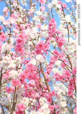 春天 39395985