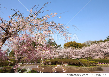 Spring 39396154