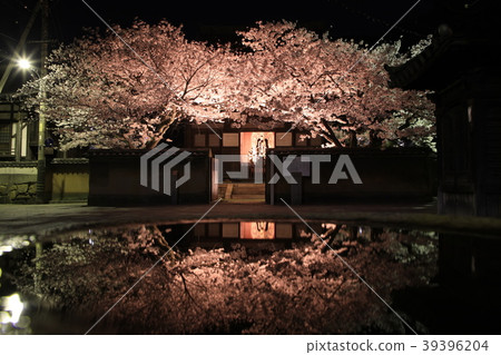 Cherry blossoms at night 39396204