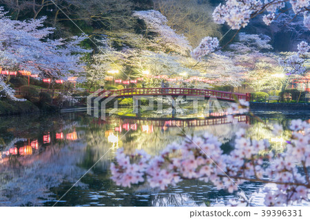 Cherry blossoms at Mobara Park 39396331