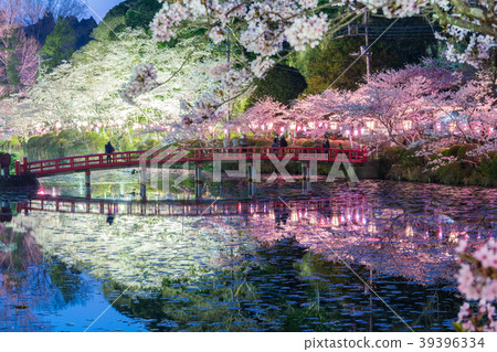 Cherry blossoms at Mobara Park 39396334