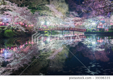 Cherry blossoms at Mobara Park 39396335