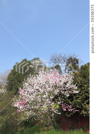 Spring Spring 39396375