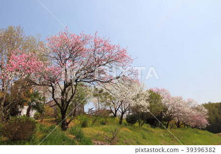 Spring 39396382