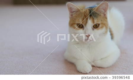 cute cat  39396548