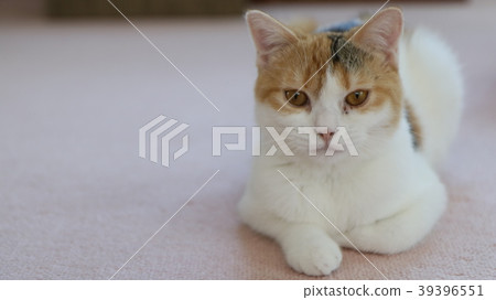Sitting cat Sitting cat 39396551