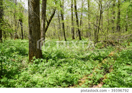 Kamikochi Nirinso 39396792