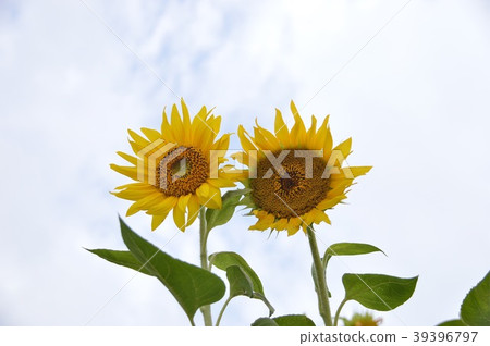 向日葵 39396797
