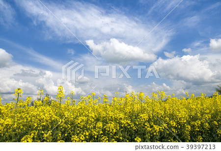 flowering rapeseed 39397213