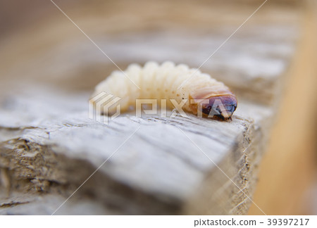little woodworm 39397217
