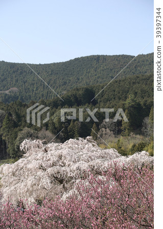 Mamoe Sakura和桃子和遠景 Mamoe Sakura和桃子和遠景 39397344