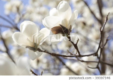 Flowering in full bloom Flowering in full bloom 39397346