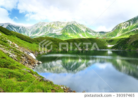 新鮮的綠色葉子池塘 新鮮的綠色葉子池塘 39397465