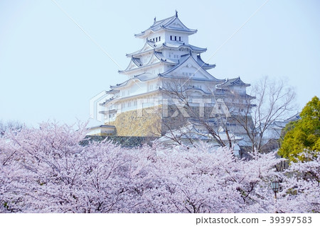 Himeji Castle in spring Himeji Castle in spring 39397583