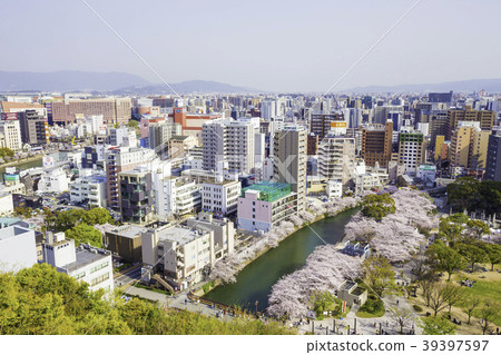 福岡市風景天神中央公園盛開 福岡市風景天神中央公園盛開 39397597