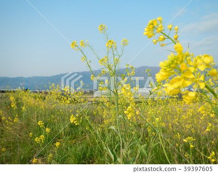 Rape blossoms 39397605