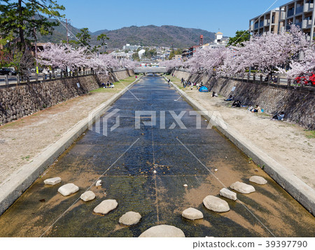 Ashiya River, Hyogo Prefecture Ashiya River and cherry trees in full bloom 39397790