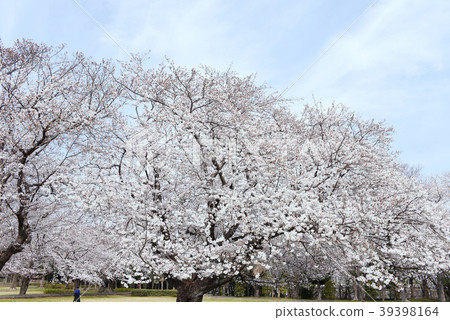 Ohiwa Castle Park Ohiwa Castle Park 39398164