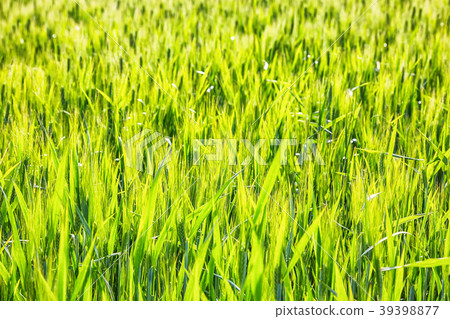 Sunny green rey field Sunny green rey field 39398877