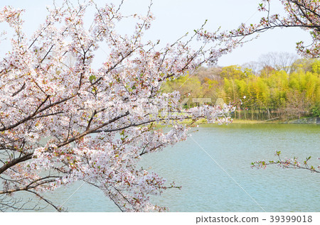 Cherry blossoms at the water 39399018