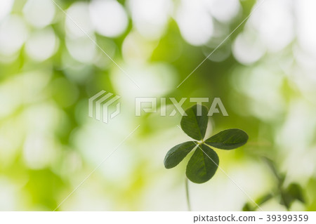 four Leaf Clover  39399359