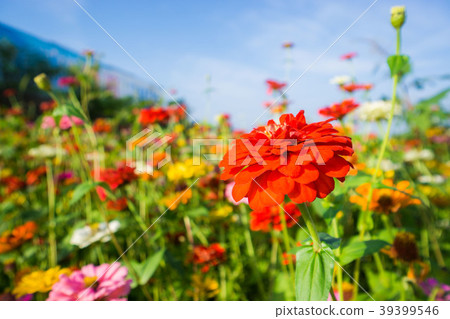 Xinshe Huahai Xinshe Huahai 39399546