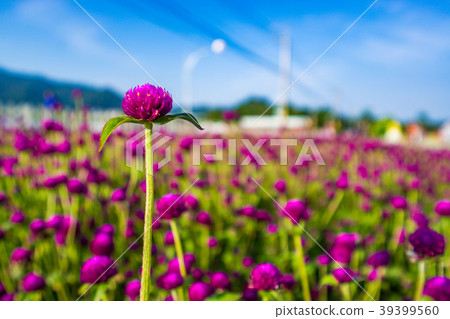 新社花海 39399560