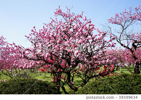  Peach blossoms 39399634