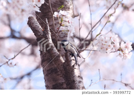 Tit and Somey Yoshino 39399772