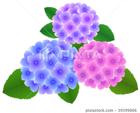 Hydrangea flower 39399806