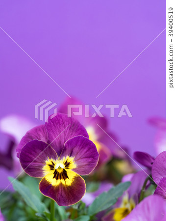 中提琴花 39400519