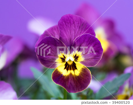 中提琴花 39400520