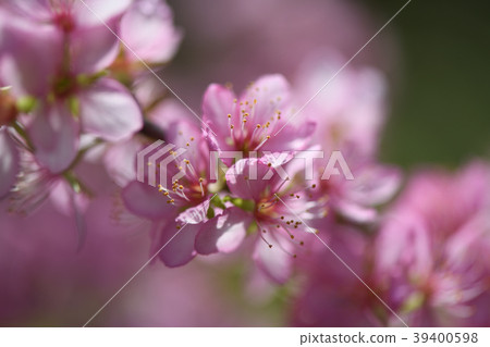 Yulium的花 Yulium的花 39400598