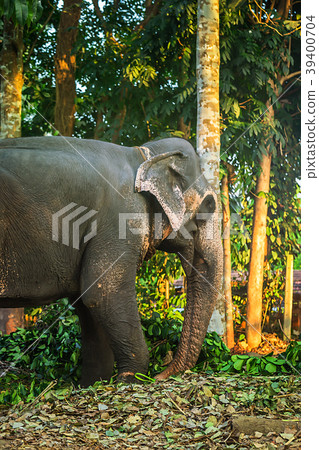 Elephant in the elephant farm 39400704