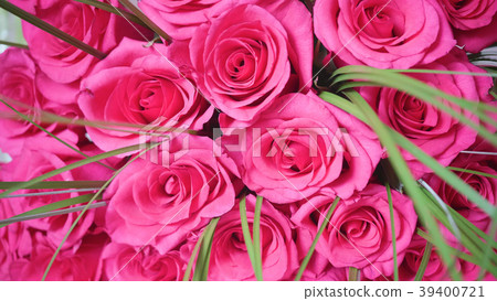 Beautiful blossoms of red roses. Bouquet of 39400721