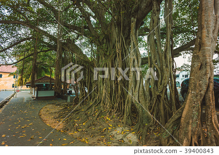 Ficus macrophylla giant tree Ficus macrophylla giant tree 39400843