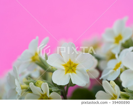 Primula's flower Primula's flower 39400890