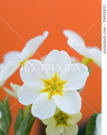 Primula's flower 39400952