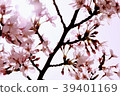 Backlight Sakura 39401169