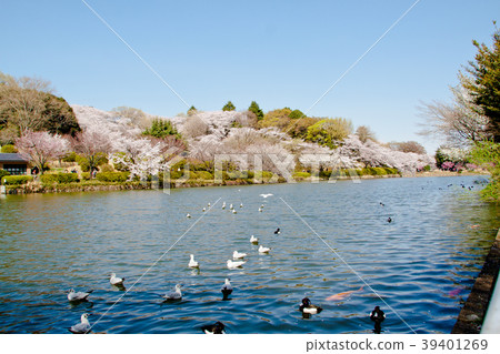 櫻花盛開神奈川橫濱鶴見春天的Mutsuikekoen 39401269