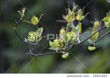 Sartoriyubara之花 39401663