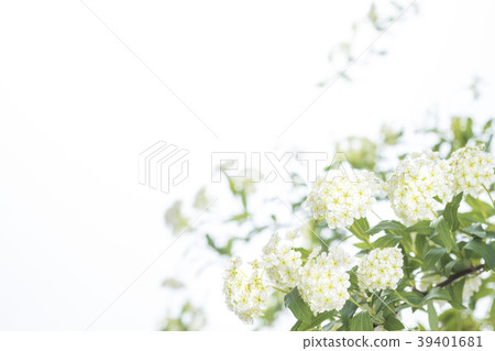 Kodemari花白色背景空間大 39401681