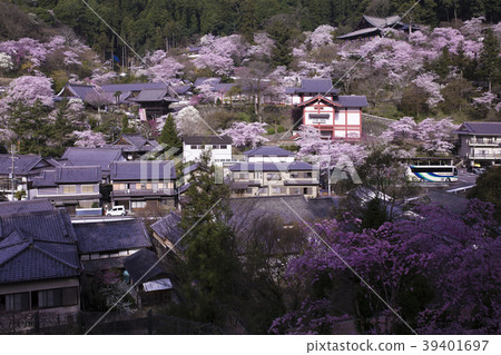 Cherry blossoms at Hase Temple Cherry blossoms at Hase Temple 39401697