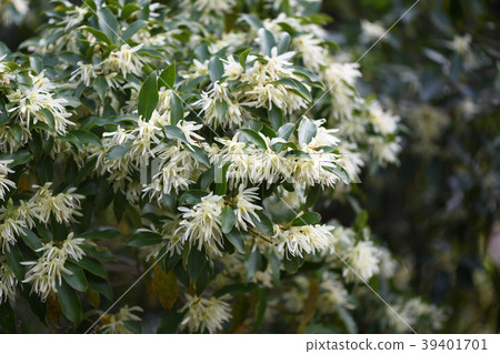 Shikimi flower Shikimi flower 39401701