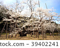 Neodani Usuzumi Cherry Blossoms and Blue Sky 39402241