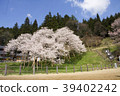 Wolong cherry blossoms in fine weather 39402242